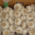 Best quality bulk pure fresh normal white garlic